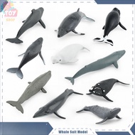 Simulation Marine Animal Model Revealing Whale Beluga Bu's Whale Head Whale Whale Set