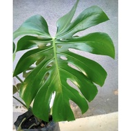Monstera Deliciosa / Pokok hiasan indoor