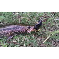 [Jingduo Lure] Scum Frog American Frog 5/16oz