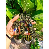 Genuine Rapid Trigger Wooting 60he+ Keyboard Zin cable