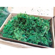 | DRIED MOSS | GREEN MOSS | LUMUT ORKID | LUMUT GUBAHAN BUNGA