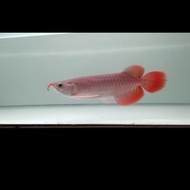 Arwana super red 25 cm