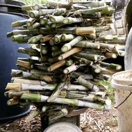 10kg Benih rumput napier pak chong