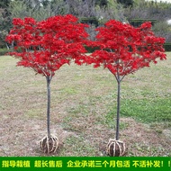 Anak Pokok Maple Merah, Merah Empat Musim, Tarian Merah Tiga Musim Cina Asli, Penari Merah Jepun, Vila Halaman Rumah Bul