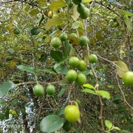 Biji benih bidara berduri/kampung bidara seeds