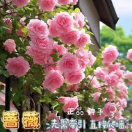 余記丶爬藤薔薇花種子 四季開花重瓣庭院陽臺盆栽爬藤植物玫瑰花卉種子