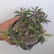 Euphorbia ambovombensis x tulearensis seedgrow