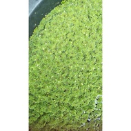 Azolla(100g) tumbuhan air/makanan ternakan