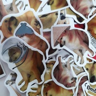 Sticker/ Cheems stickers(60 stickers, random)
