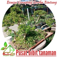 bonsai grouping seribu bintang BONSAI SERIBU BINTANG bonsai super