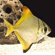 ikan monodactylus ukuran S