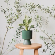 [9.9] Philodendron Birkin/ Live Indoor Plant