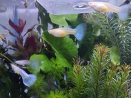 Sale 1 Pair Albino Sky Blue Guppy