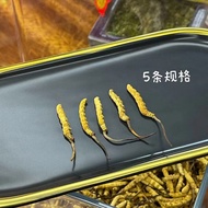 ผ้าคอร์ไดเซปซินเอ็นคุณภาพสูง2025 Xizang 2025ทิเบตคุณภาพสูง