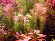 rotala wallichii tanaman aquascape 20 batang tanaman hias tanaman air