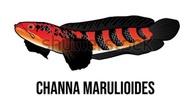 Channa RED BARITO  2-3 INCH