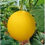 Queen's golden melon seeds 10 seeds 1 pack
