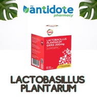 GKB Lactobacillus Plantarum