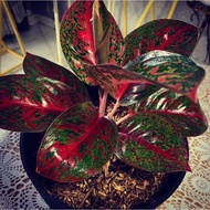 Aglaonema Stardust *rare ️ seeds