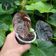 ALOCASIA CUPREA /ALOKASIA CUPREA/ KELADI TENGKORAK