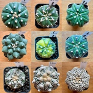 Astrophytum Yamamoto Yellow 5-lobe 8-lobe fukuryu miracle ISW chinese star v nudum