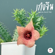 เก๋งจีน Huernia Korat Pink แคคตัส กระบองเพชร cactus&succulent