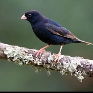 [Bang Jefri] Burung Indigo Village Finch Pilihan
