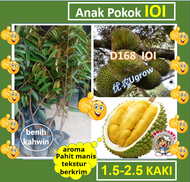 Anak Pokok DURIAN IOI  D168 101榴莲树苗 Sapling Durian IOI