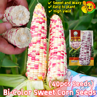 100% Original Bi-Color Sweet Corn Seeds (40pcs Seeds) Biji Benih Jagung Pulut Putih Ungu 紫白糯玉米籽 双色玉米