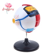 AmongSpring> Eyeball Anatomy Model For Eye Diseases Study, 6X Human Eye Anatomy Model Eye Anatomy Mo