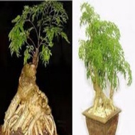 5 CÂY GIỐNG ĐINH LĂNG TA LÁ NHỎ + Tặng 4 Cây Chè Xanh