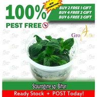 Staurogyne sp. Bihar -Tissue Culture- (Aquatic Plant) Buy 2 Free 1 Gift
