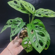 monstera acuminata