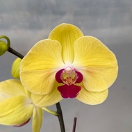 Phalaenopsis Yellow Red-Lip | Hybrid | Big Moth Orchid | 蝴蝶兰