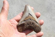 石棧 巨齒鯊牙齒化石