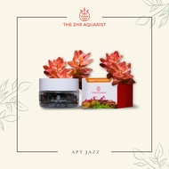 The 2HR Aquarist APT JAZZ ( Root Tabs / Root Fertilizer ) (Advanced Planted Tank/Aquascape) (2HrAqua