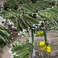 Yellow Dragon Fruit Cutting (Keratan Buah Naga Kuning, 黄色火龙果苗) For Planting, Price Per Unit/Cutting