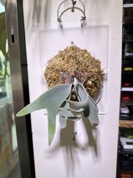 YAL鹿角蕨側芽