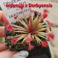 Drosera Collector item