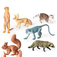 Forest animal raccoon civet cat squirrel mini model children science educational cognitive set toys 
