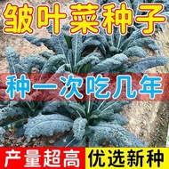 Crunchy Vegetable Seeds Black Leaf Feather Coat Kale Seeds Original Four Seasons Vegetable Seeds Daq