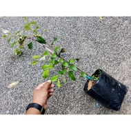 Pokok bidara epal jumbo / Ziziphus mauritiana / epal Vietnam, cinese date, chinee apple, Indian plum