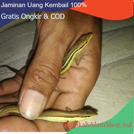 ~KADAL RUMPUT'ORONG-ORONG , Ekor Panjang /1ekor Beli,2 gratis 1