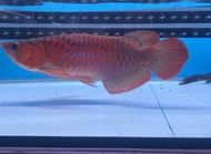 Ikan Arwana Super Red