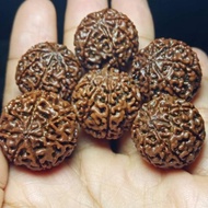 Jenitri mukhi 6 good quality kualitas bagus