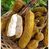 Sindo - Fruit Snow Bali / Ice Cream Fruit Ny Andhika Live Plant XM8VOTLJ3G