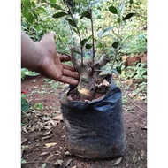 Bahan bonsai kimeng bonggol bogel prospek