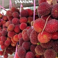 Anak pokok pulasan hybrid