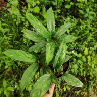 Aglonema simplex borneo sp