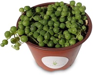 50 เมล็ดพันธุ์ Plant Seeds เมล็ด ซักคิวเลนต์ หรือ ไม้อวบน้ำ กระบองเพชร สร้อยไข่มุก (String of pearls) Succulent seeds อัตราการงอก 80-85%.